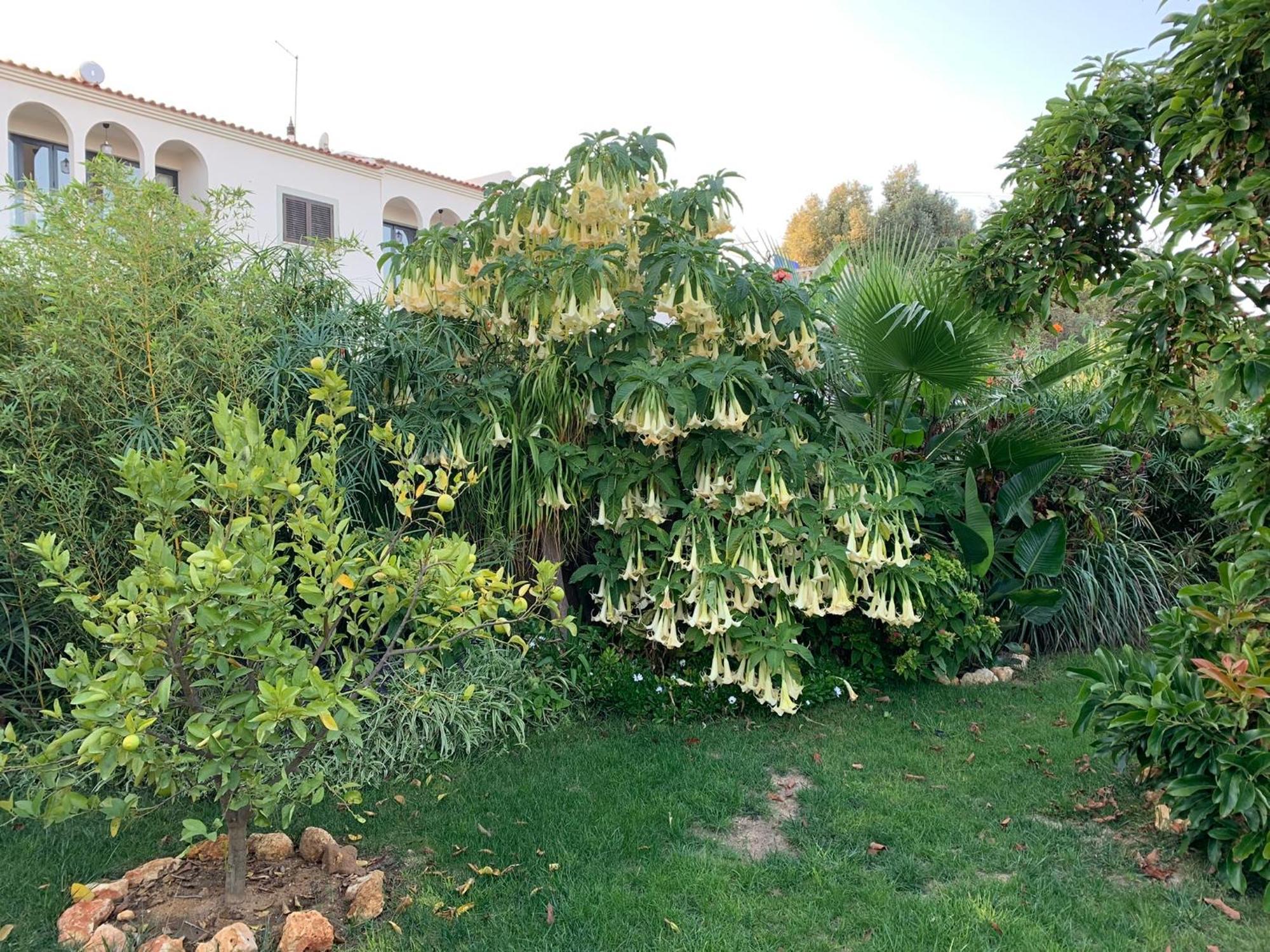 A Tranquil Garden Apartment, Carvoeiro - Benagil Esterno foto